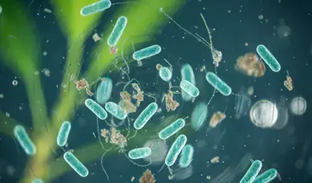 Wasserreinigung mit Bakterien